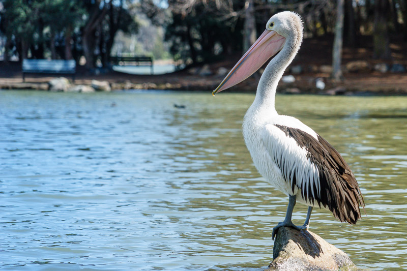 Pelican on Lake Ginninderra